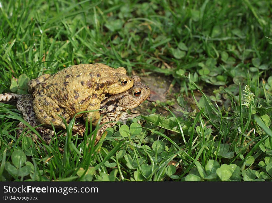 Breeding frog couple in the summer garden