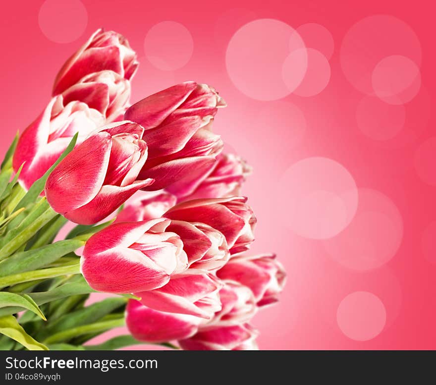 Pink tulips