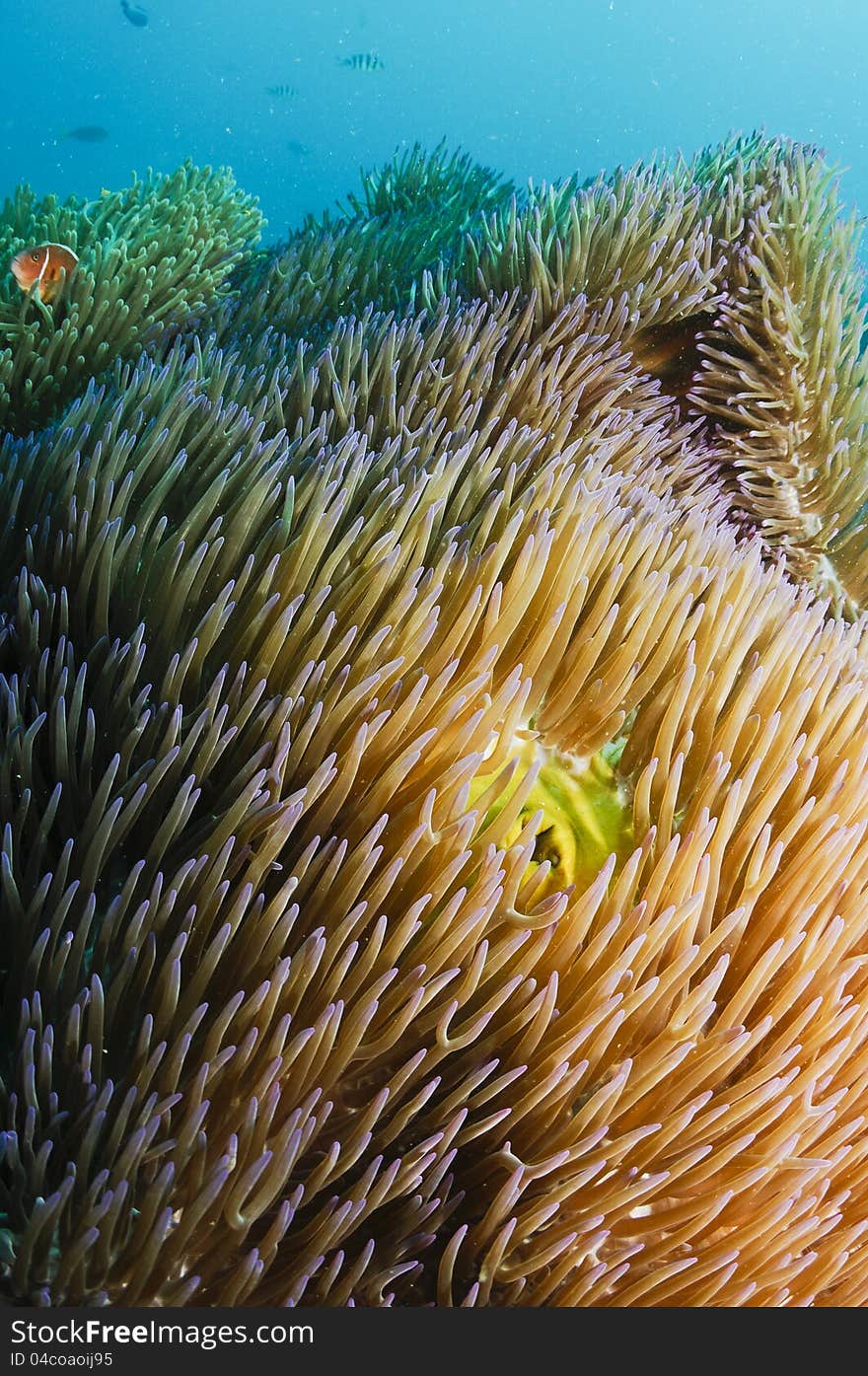 Anemone fish