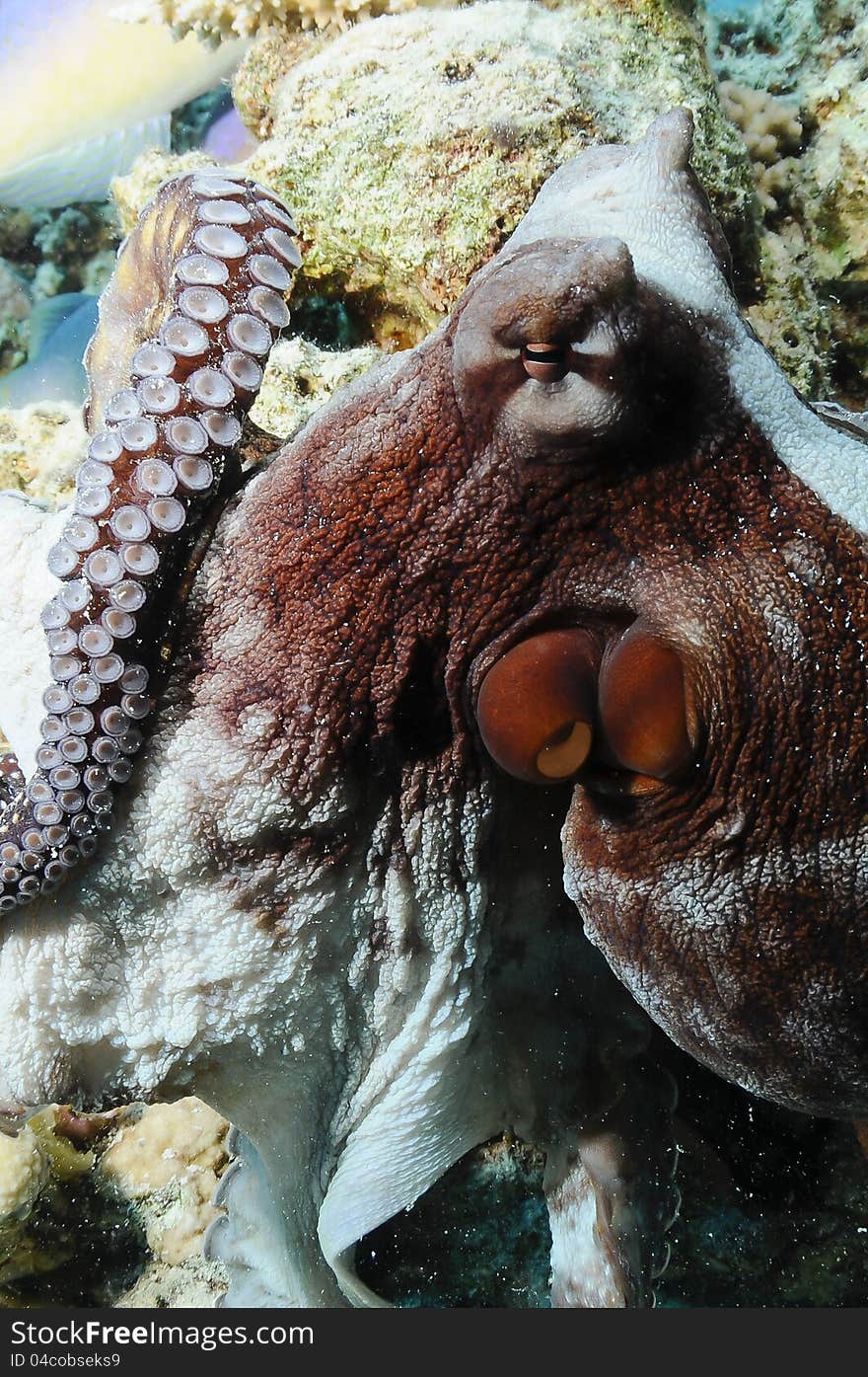 Octopus on coral reef with fish