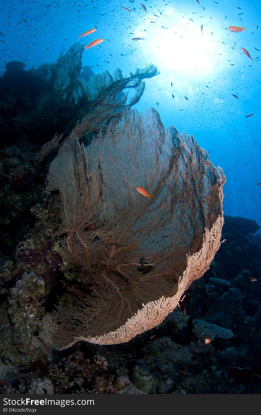 Coral reef in the Red Sea in clear blue water