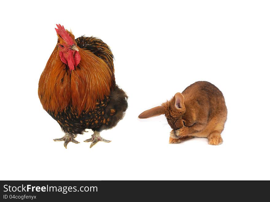 Rabbit and brown on a white background. Rabbit and brown on a white background