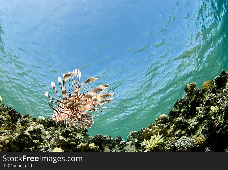 Lion Fish on a coral reef in the Red Sea in clear blue water