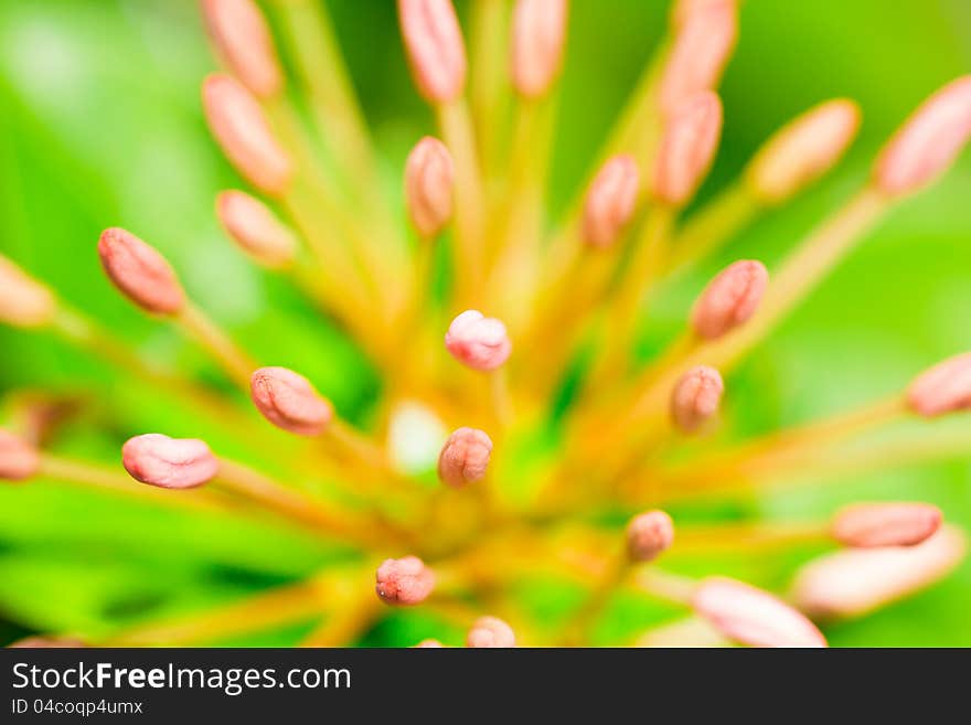 Photo Macro of pink Ixora