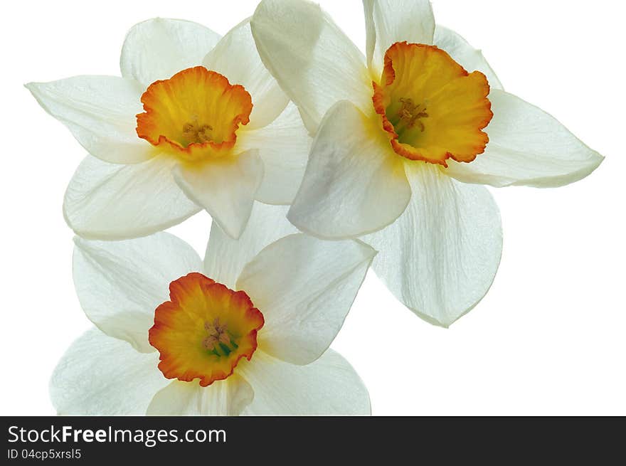 Daffodil flower on a white background