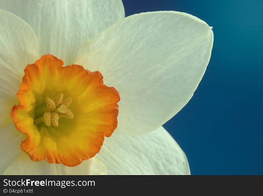 Daffodil flower on a blue background