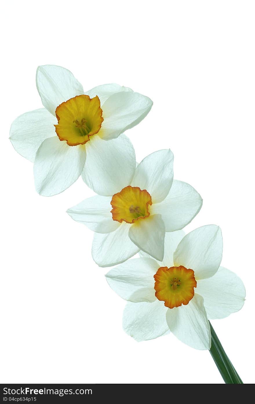 Daffodil flower on a white background