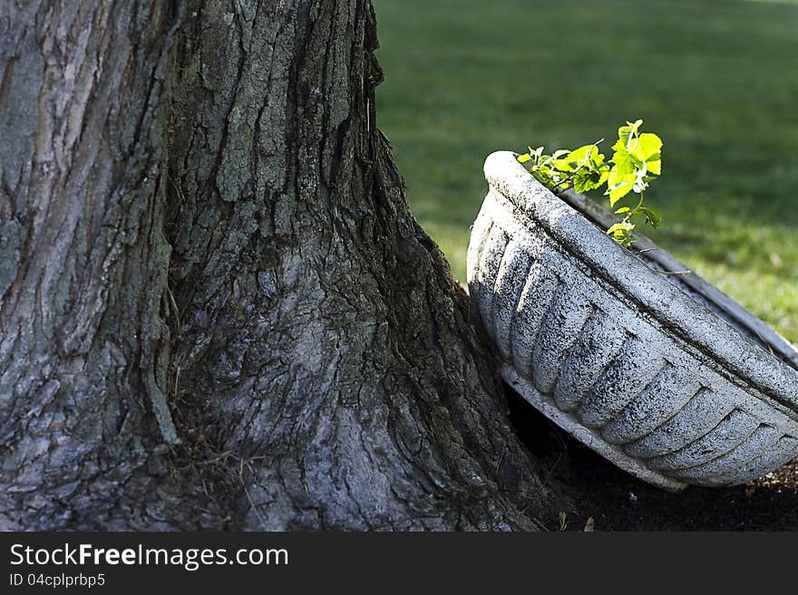 Sunlit Planter By Tree