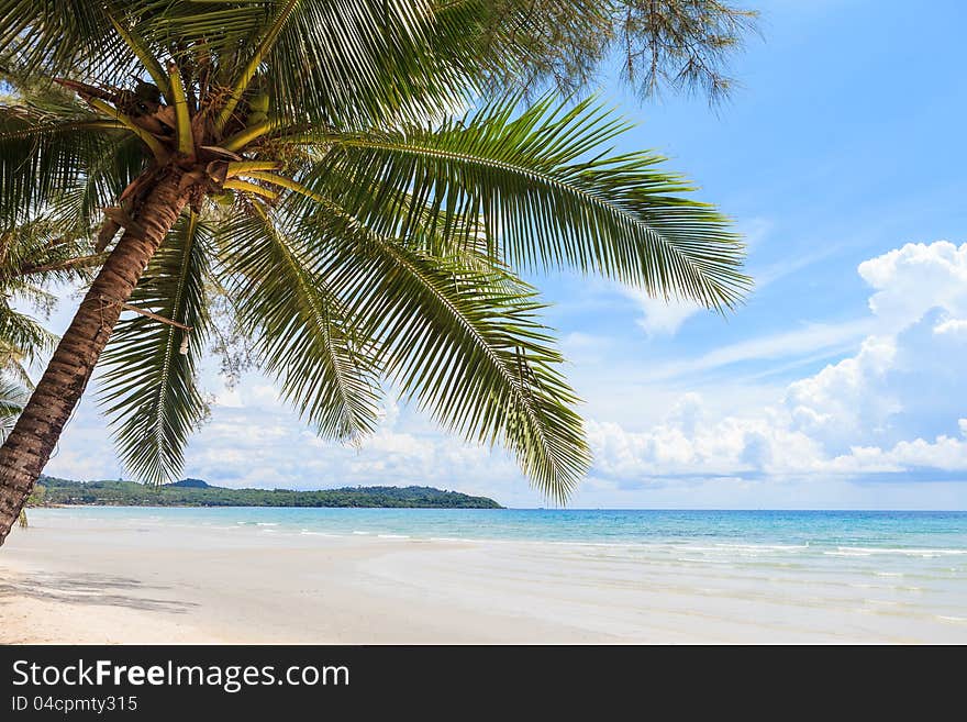 Coconut tree on the beach