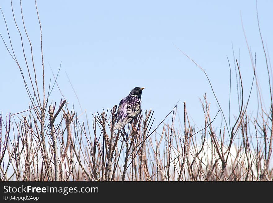 Bird on a bush