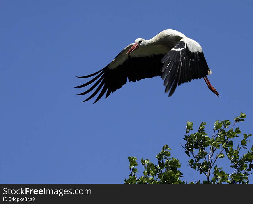 Stork in flight o n the blue sky. Stork in flight o n the blue sky