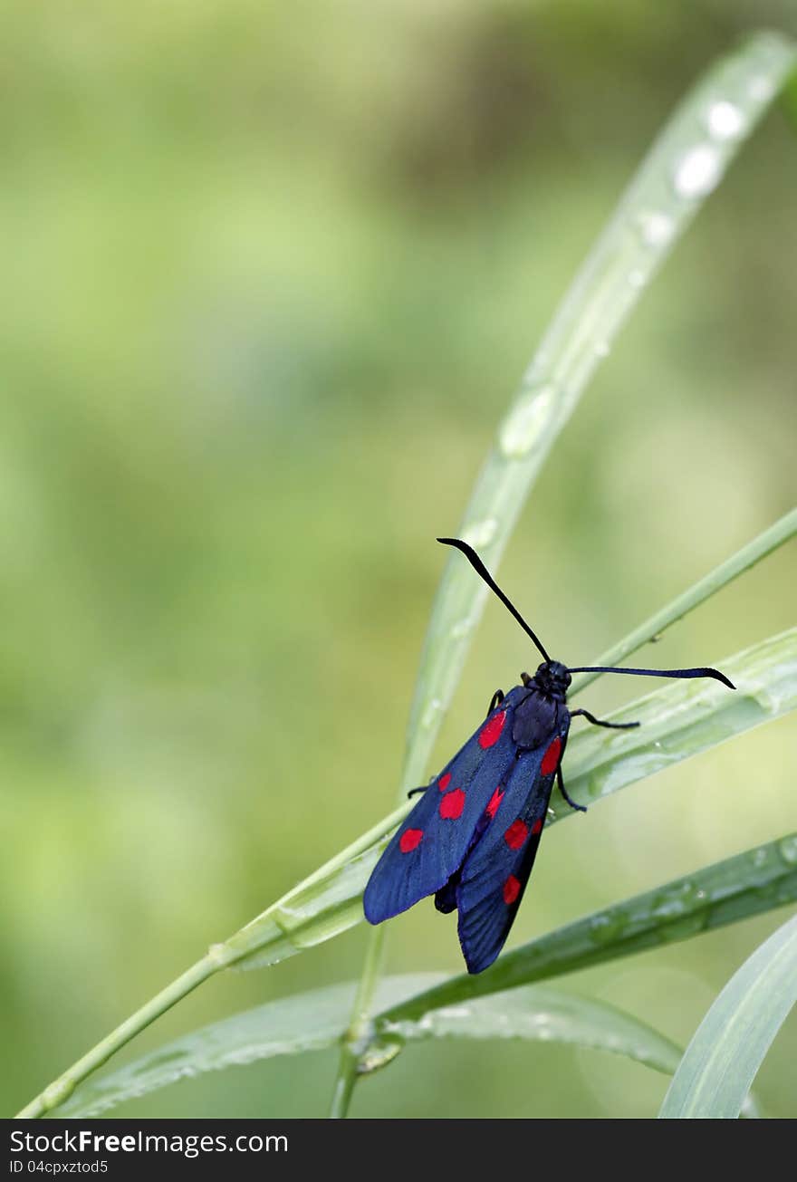 Six-spot Burnet sitting on blades of grass