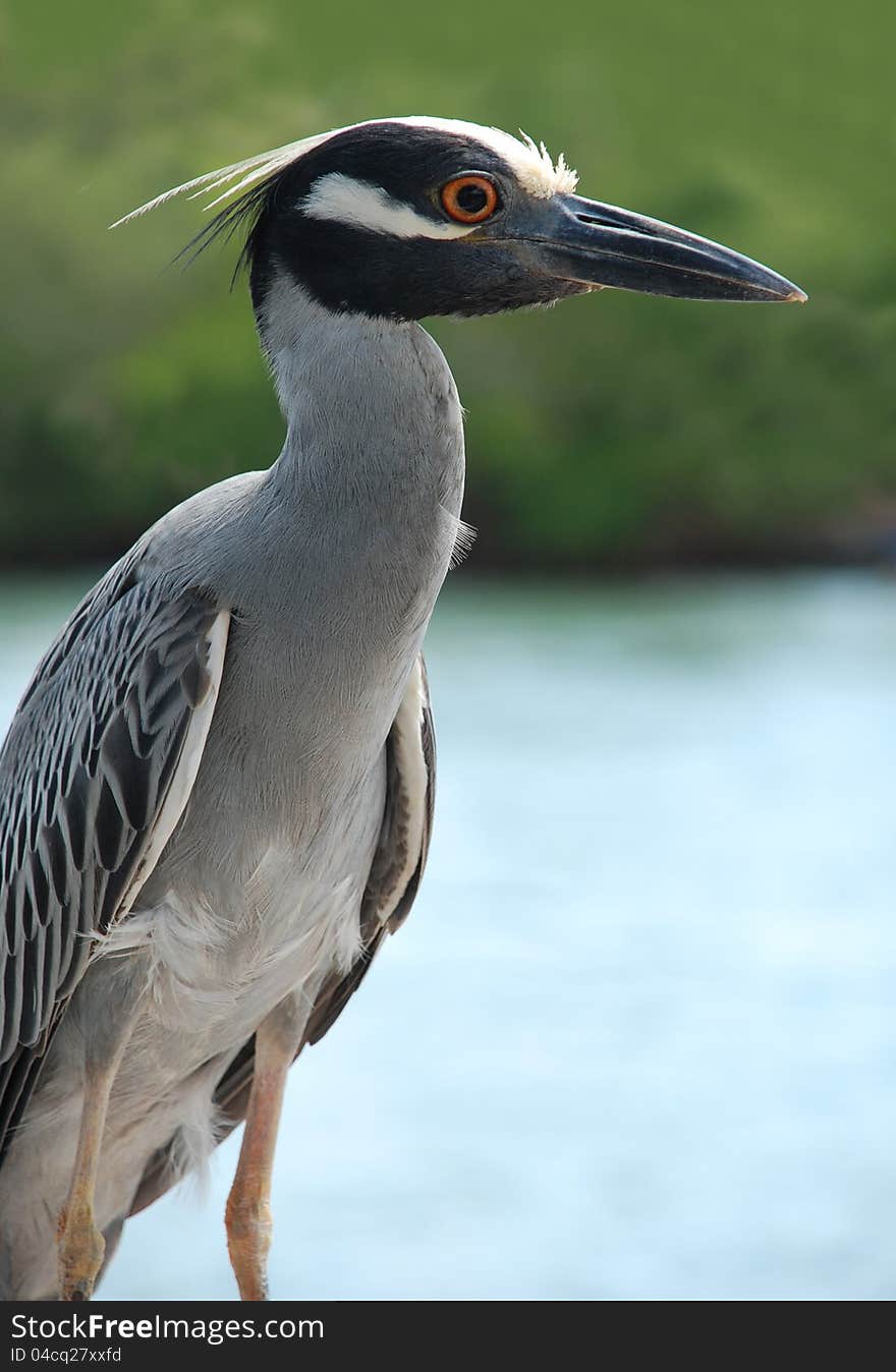 Yellow Crowned Night Heron