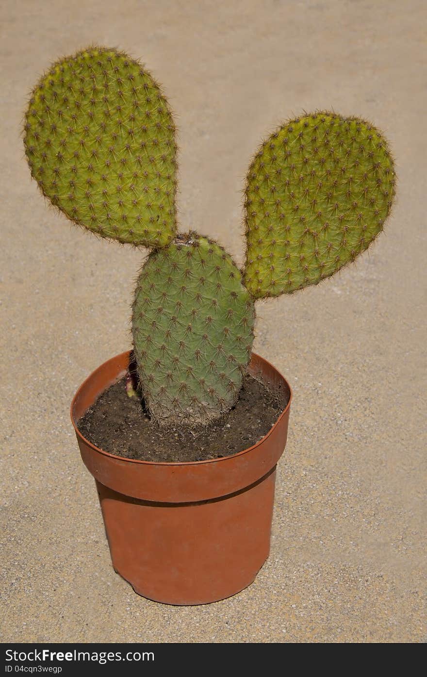 Funny cactus with Mickey Mouse head shape