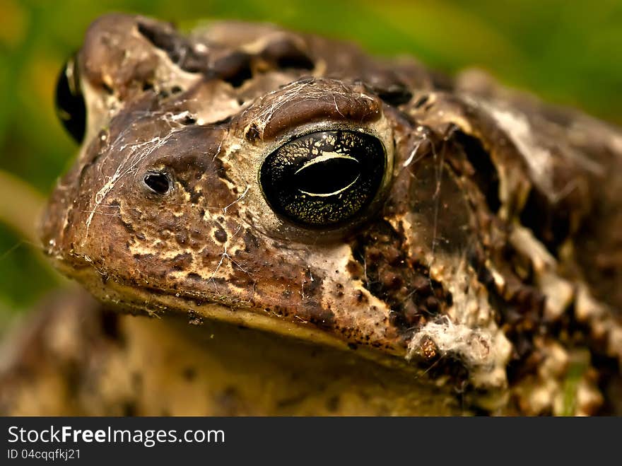 American Toad Portrait