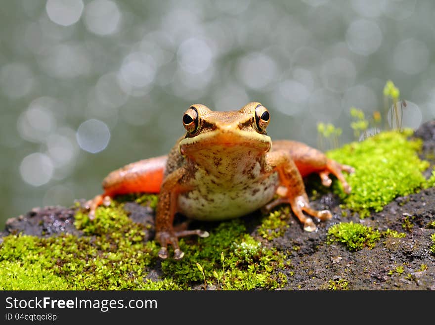 Resting Frog