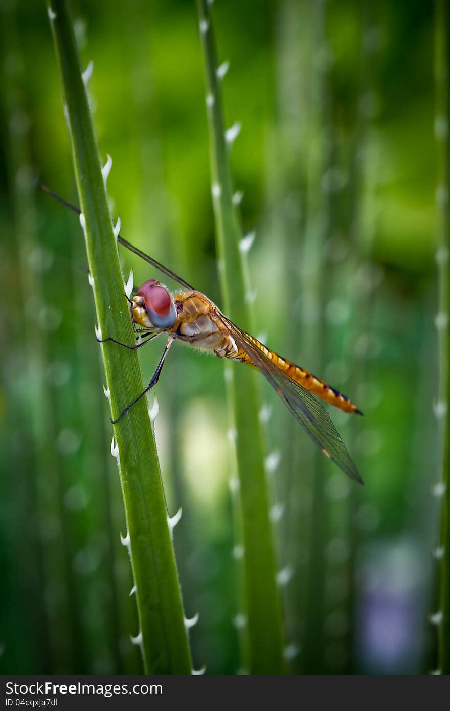 Macro Shot of a Red eyed yellow dragonfly, among the thorns