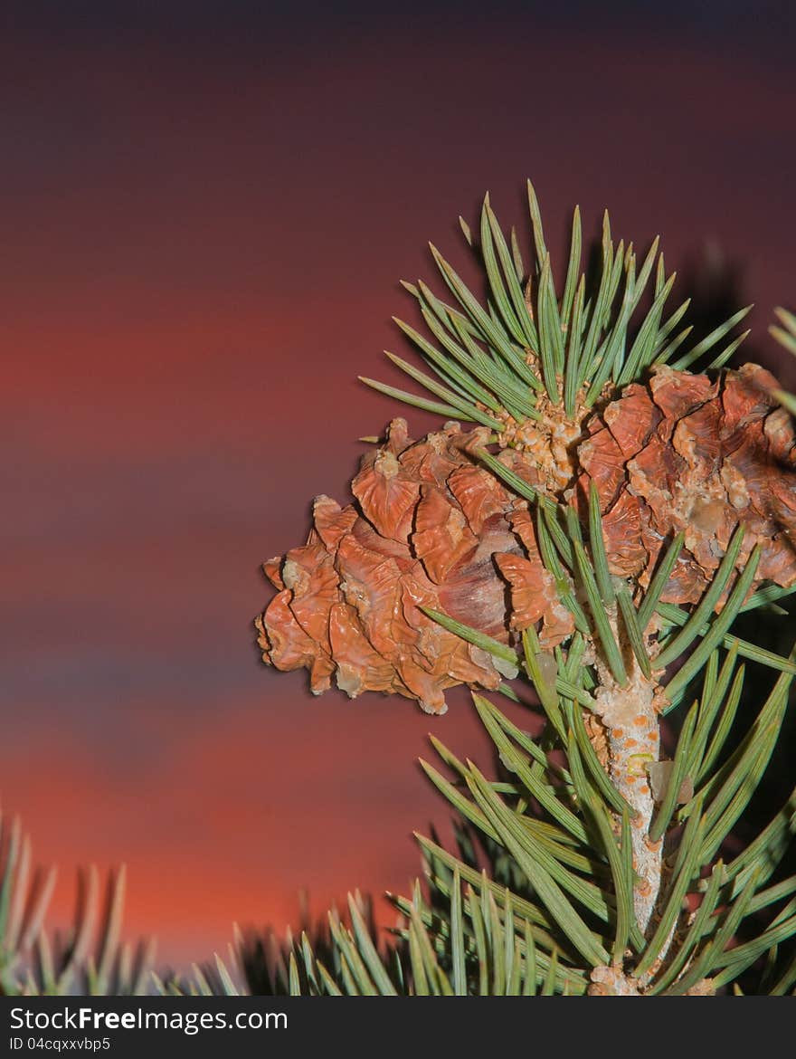 Pine cones on a branch stand out against a dark but colorful sky. Pine cones on a branch stand out against a dark but colorful sky.