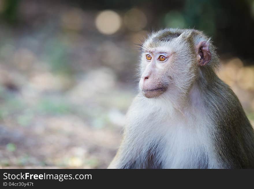 Monkey (Pig-tailed macaque)