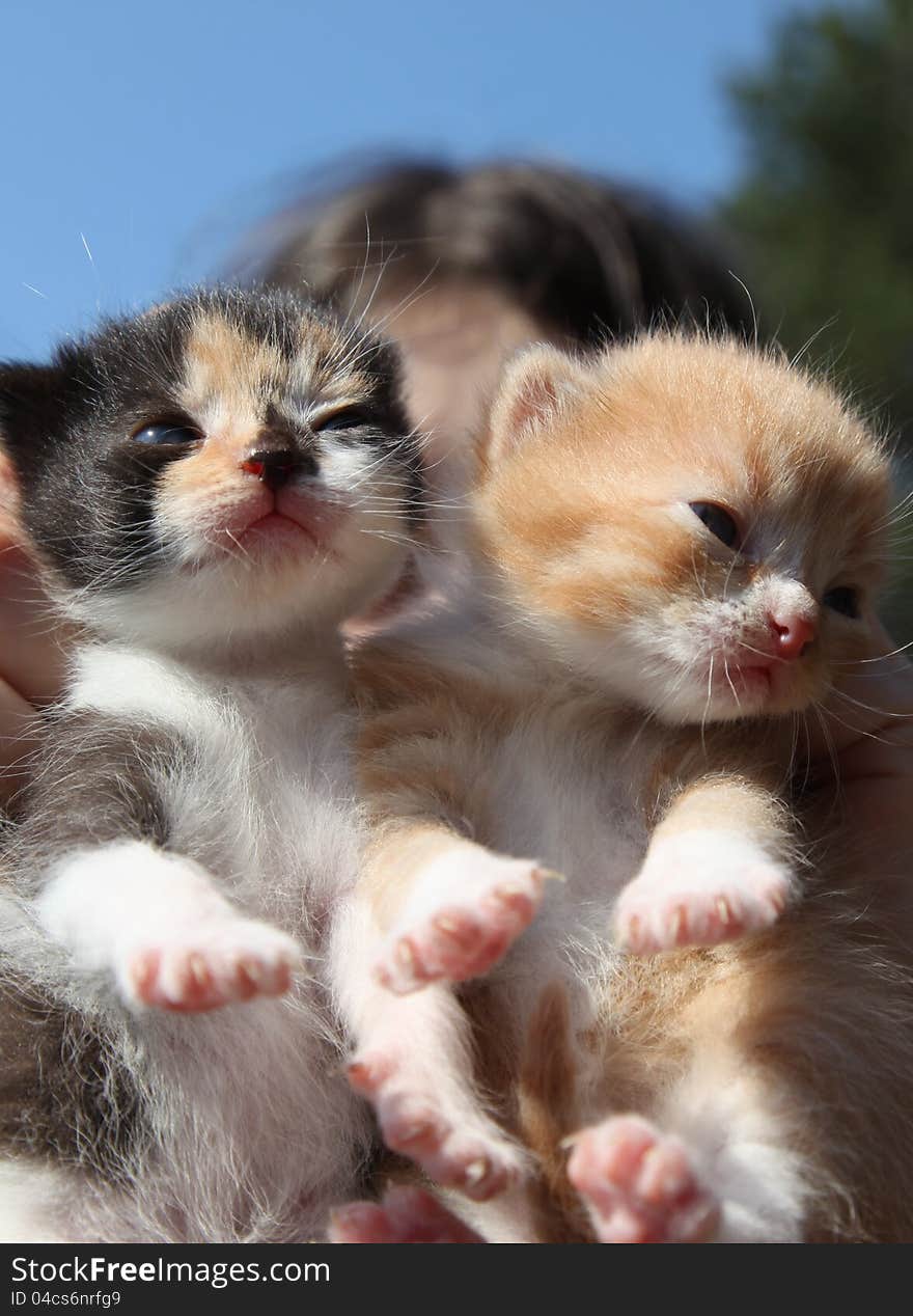 Cute kittens