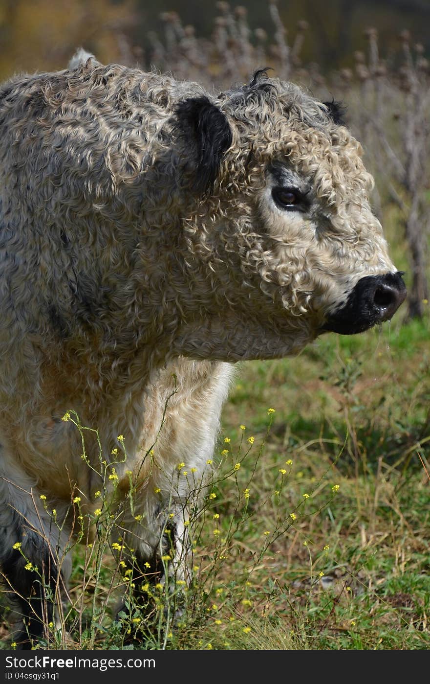 A portrait style image of a shaggy/scruffy coated polled hereford cross bull with a dirty white coat and contrasting black muzzle. A portrait style image of a shaggy/scruffy coated polled hereford cross bull with a dirty white coat and contrasting black muzzle.