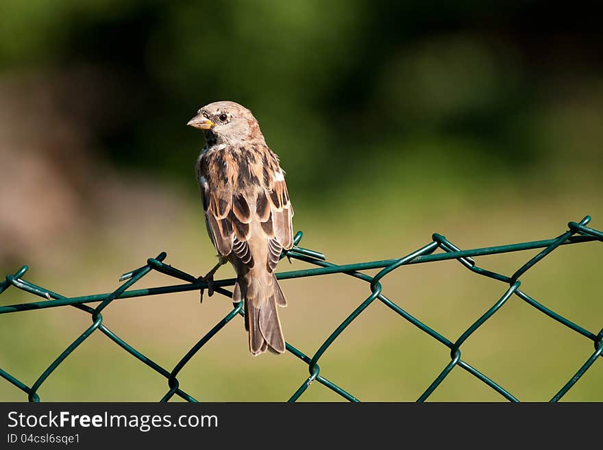 Bird on a fence on a sunny day