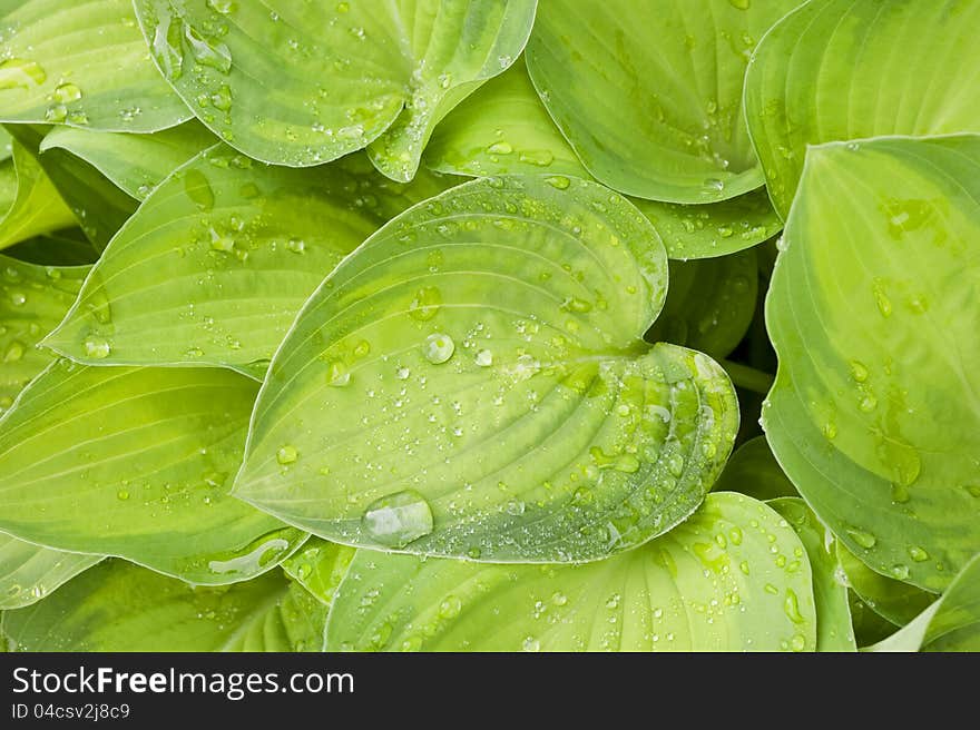 Raindrops sit on the leaves of a green hosta plant in the spring. Raindrops sit on the leaves of a green hosta plant in the spring.