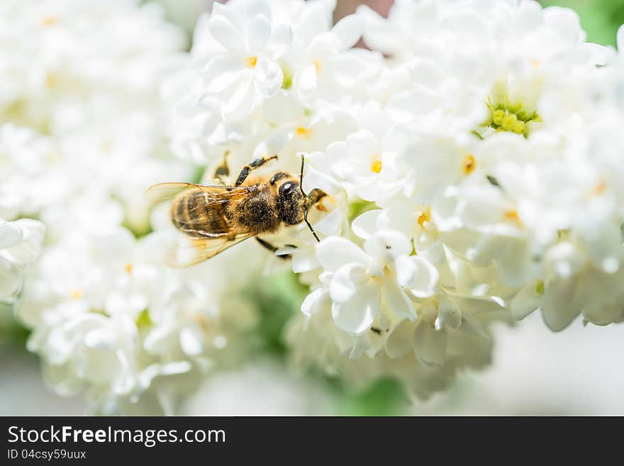 A bee pollinates a flowering tree . A bee pollinates a flowering tree .