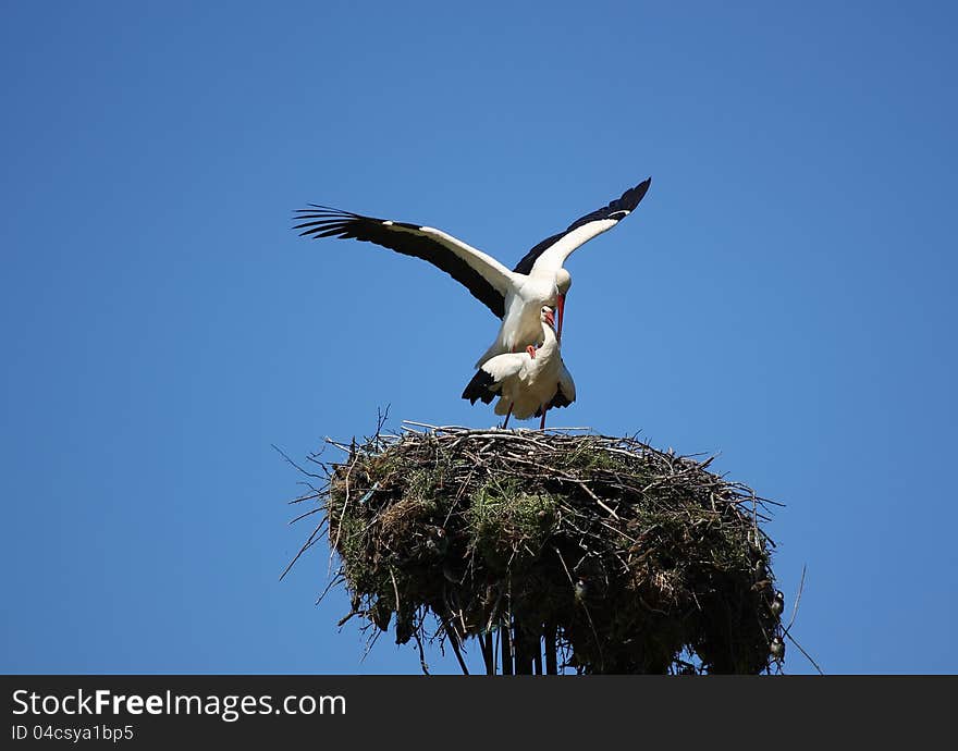 Storks