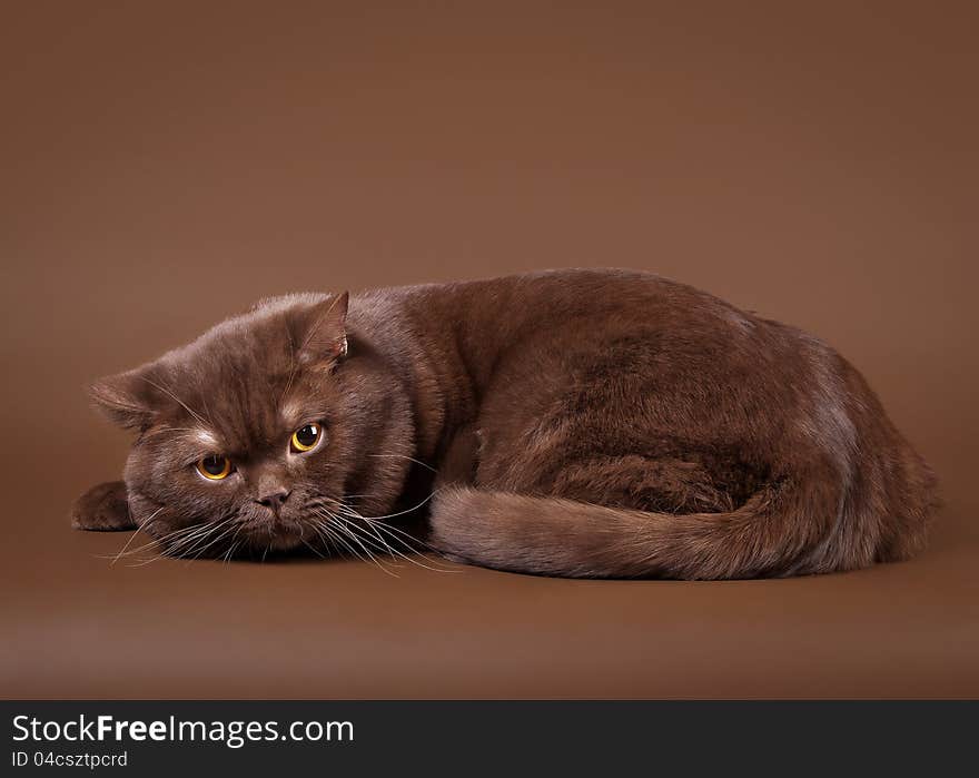 British cat on dark brown background