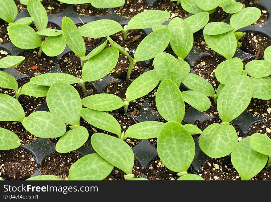 Squash Seedlings