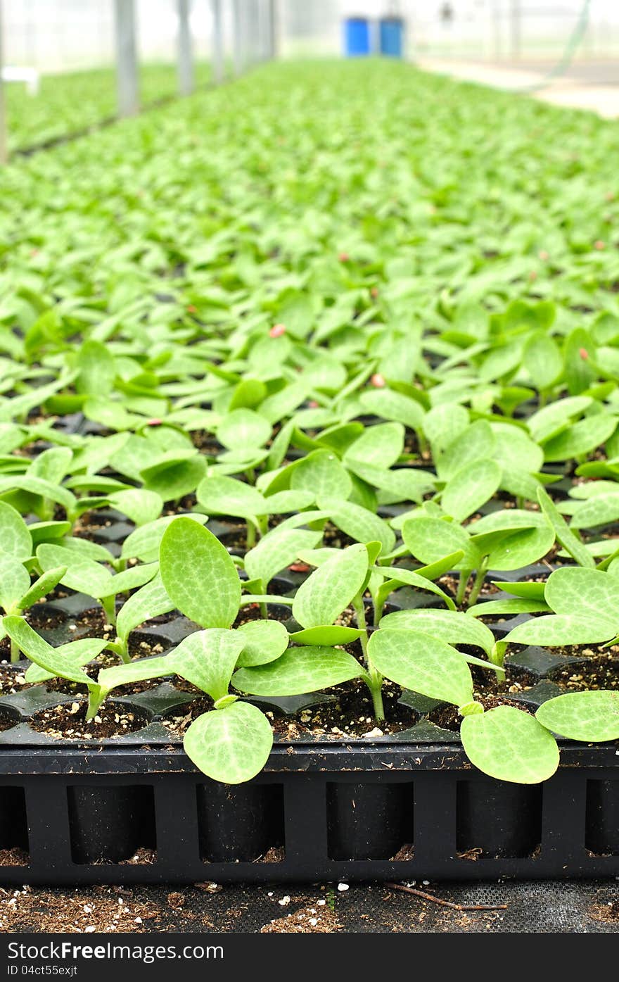 Black planter trays of squash seedlings in nursery greenhouse