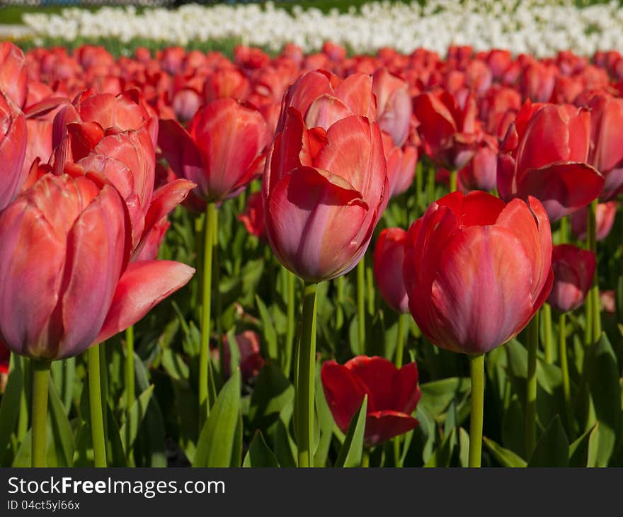 Tulips are starting to flower in the warmth of the spring