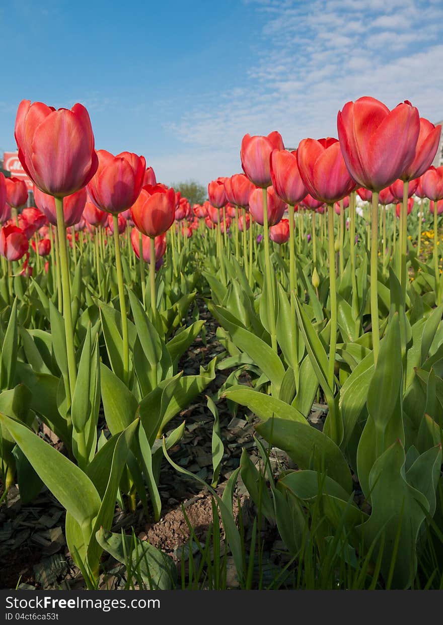 Tulips are starting to flower in the warmth of the spring