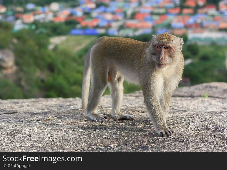 Crab-eating macaque monkey