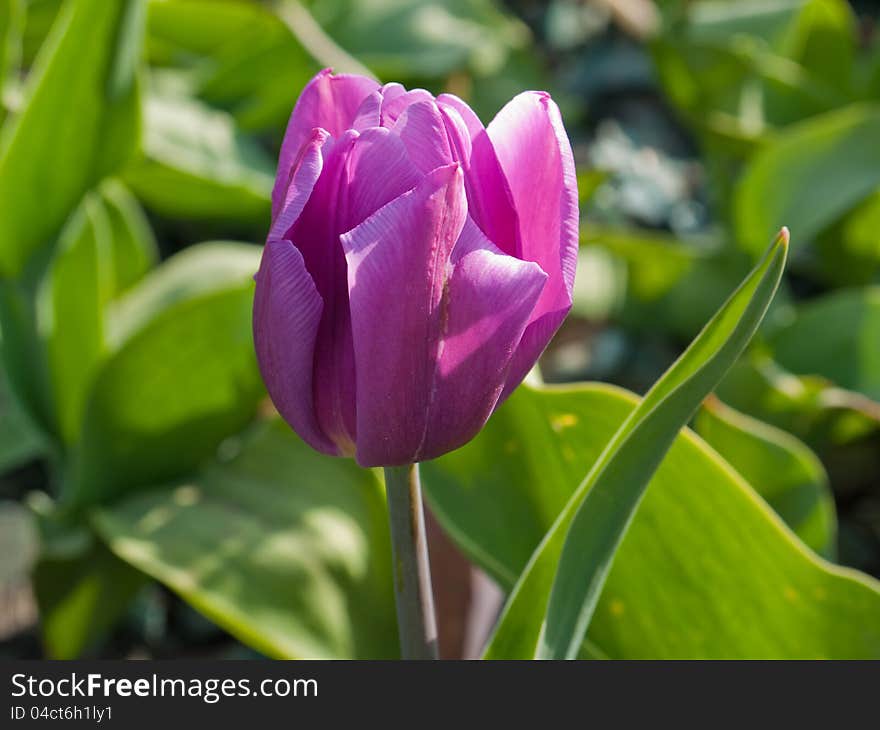 Tulips are starting to flower in the warmth of the spring