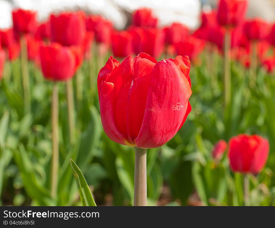 Tulips are starting to flower in the warmth of the spring