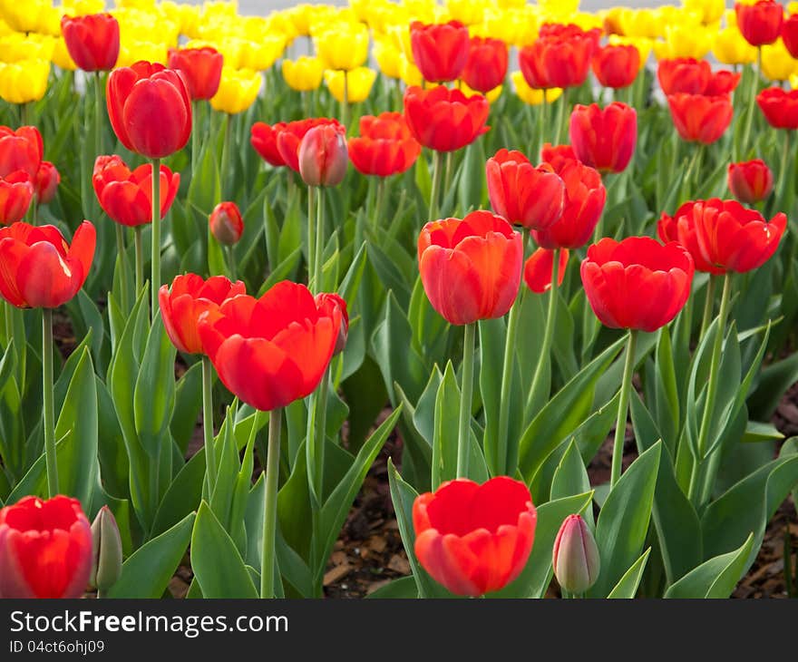 Tulips are starting to flower in the warmth of the spring