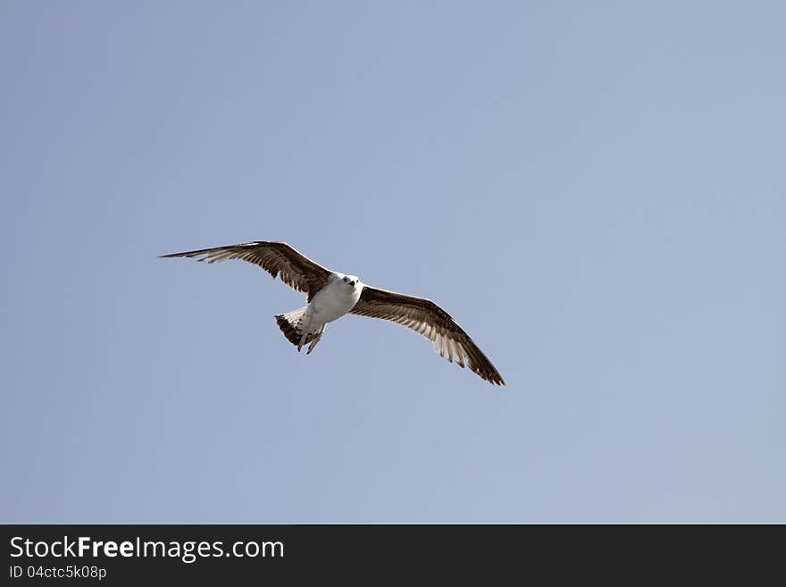 Seagull flying in the sky blue