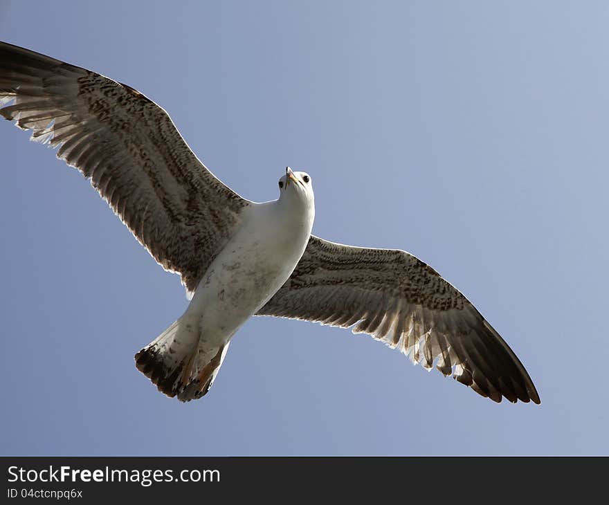 Seagull flying in the sky blue