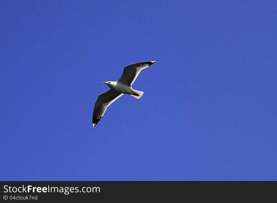 Seagull flying in the sky blue