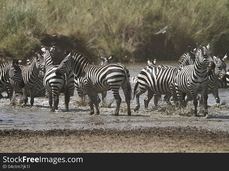 Zebra Waterhole Fun