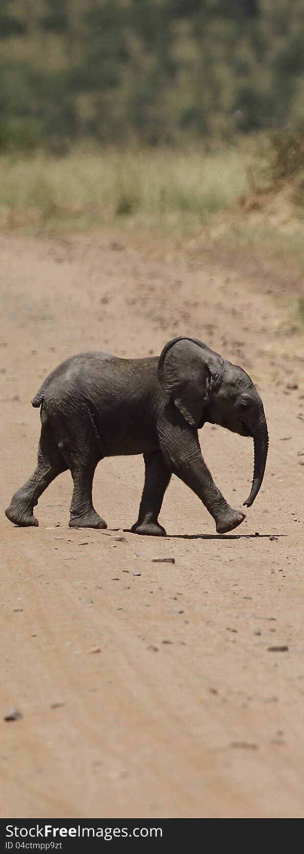 Orphaned Baby African Elephant walking in the open plains, following her family to a water hole. Orphaned Baby African Elephant walking in the open plains, following her family to a water hole.