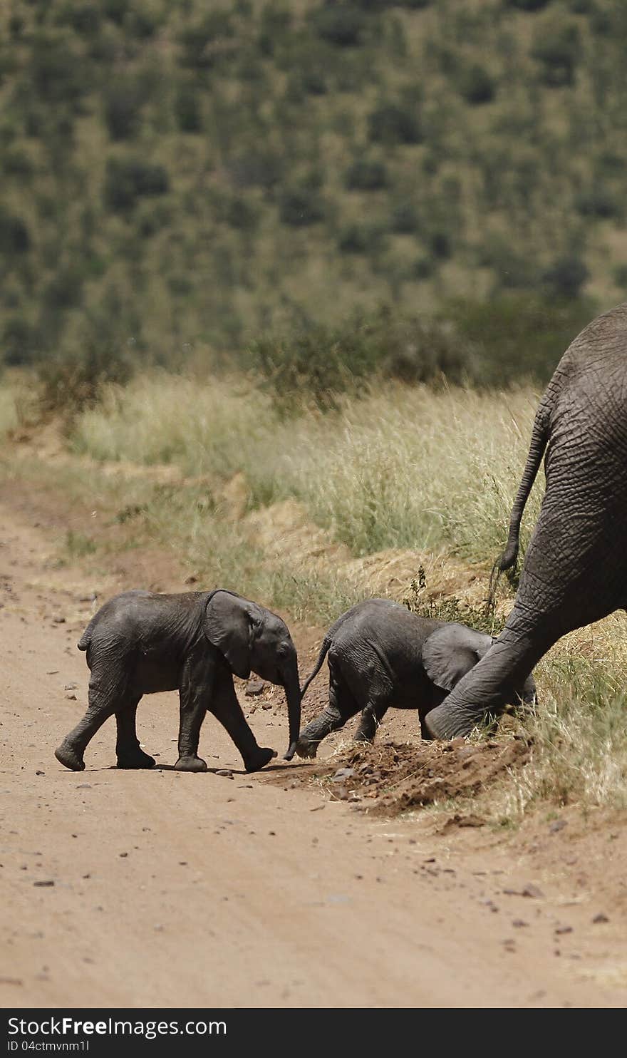 Two Baby Elephants following Mum in the Serengeti bush. Two Baby Elephants following Mum in the Serengeti bush