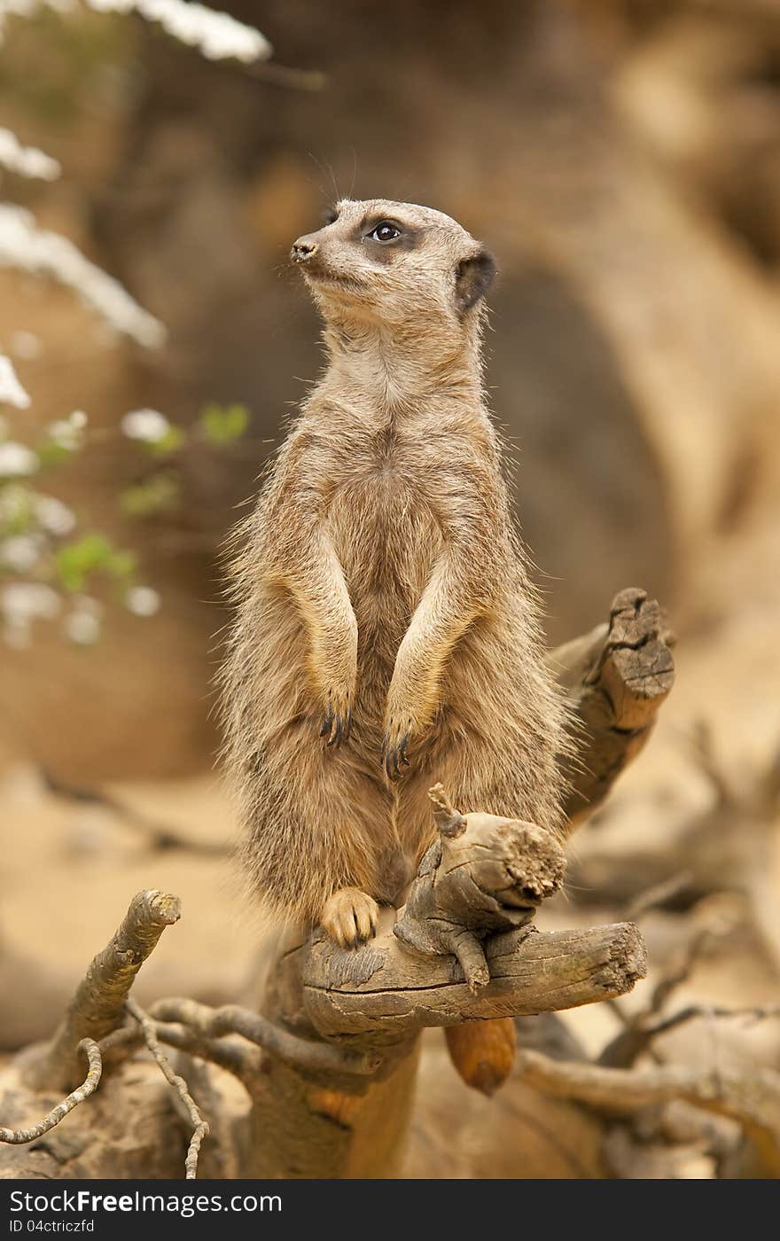 A meerkat standing on a branch and looking around