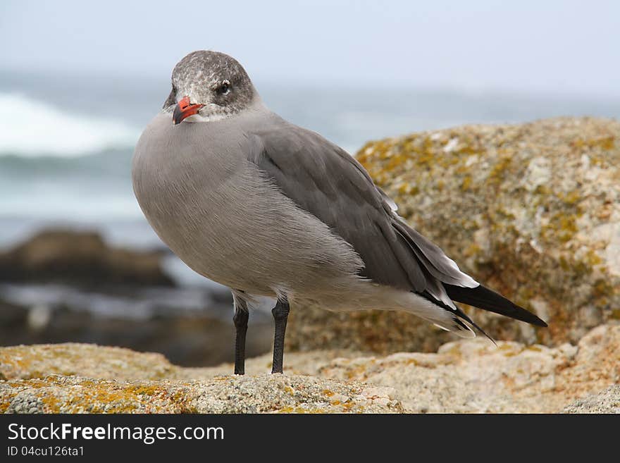 Western Gull