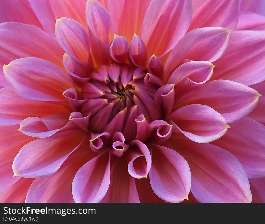 Pink Dahlia