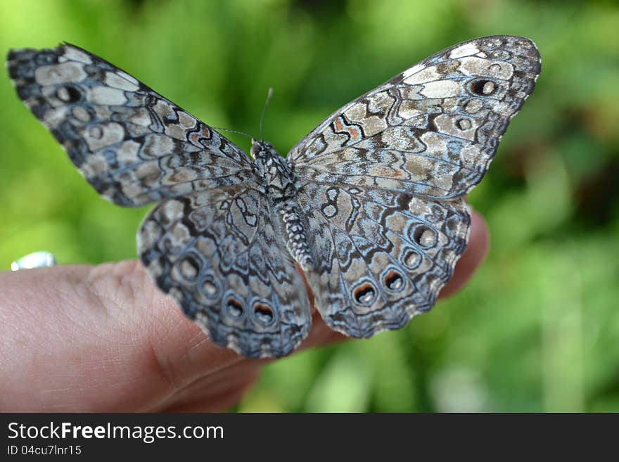 Beautiful rare cracker butterfly on finger with green background