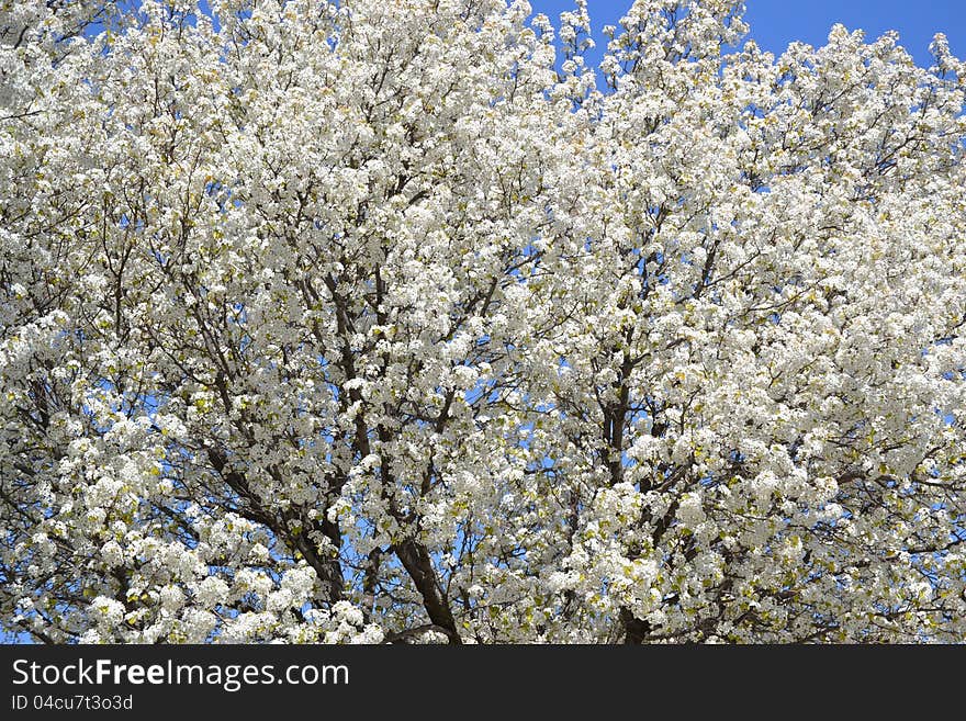 Beautiful blossomed spring tree with white flowers