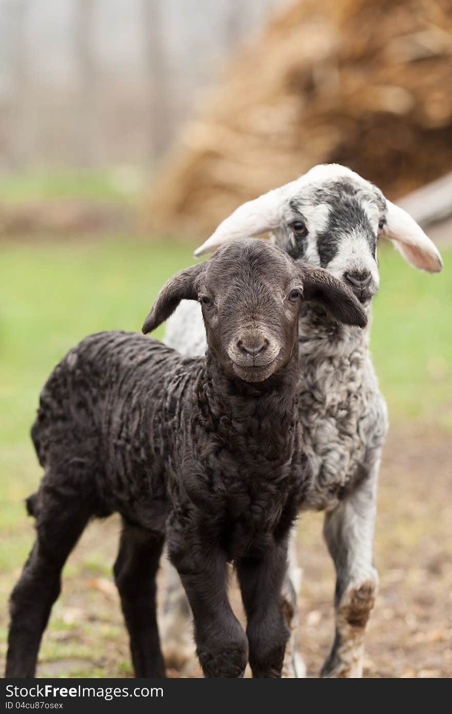 Cute Lambs